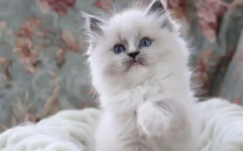 蓝手套流星布偶 小心心