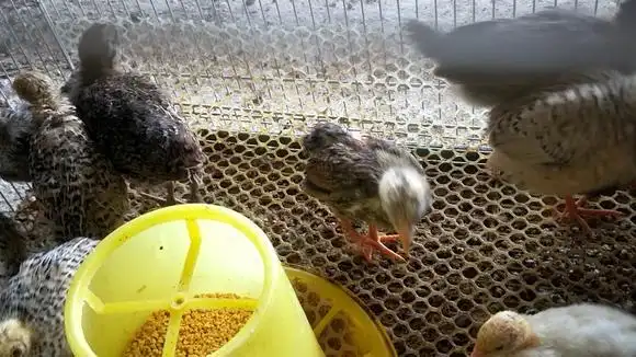 土鸡公配母野鸡,繁殖出来的杂交野鸡仔开始长尾巴毛,又长大不少-动物