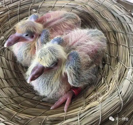 【必学】幼鸽出生后的致命关键点!