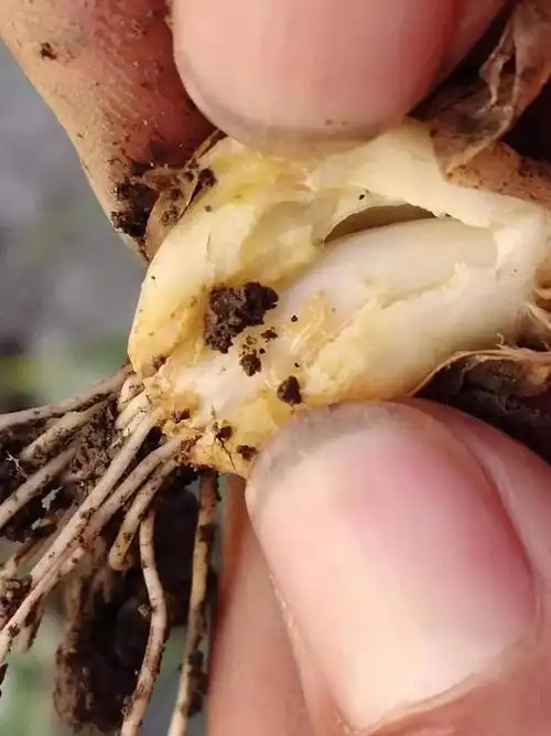 大蒜地蛆爆发紧急防治