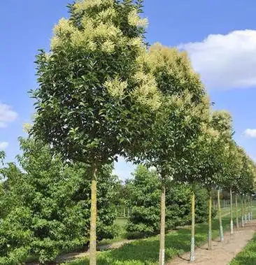 大叶女贞行道树园林绿化工程苗木高杆