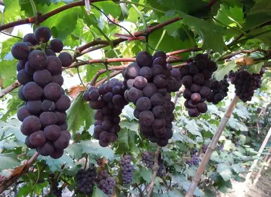 是广西最大的葡萄产区,也是华南最大的葡萄产区,在全国享有较高知名度