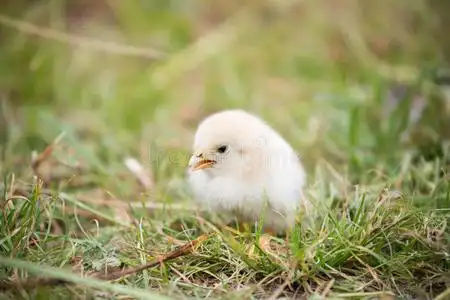 多彩的小鸡图片