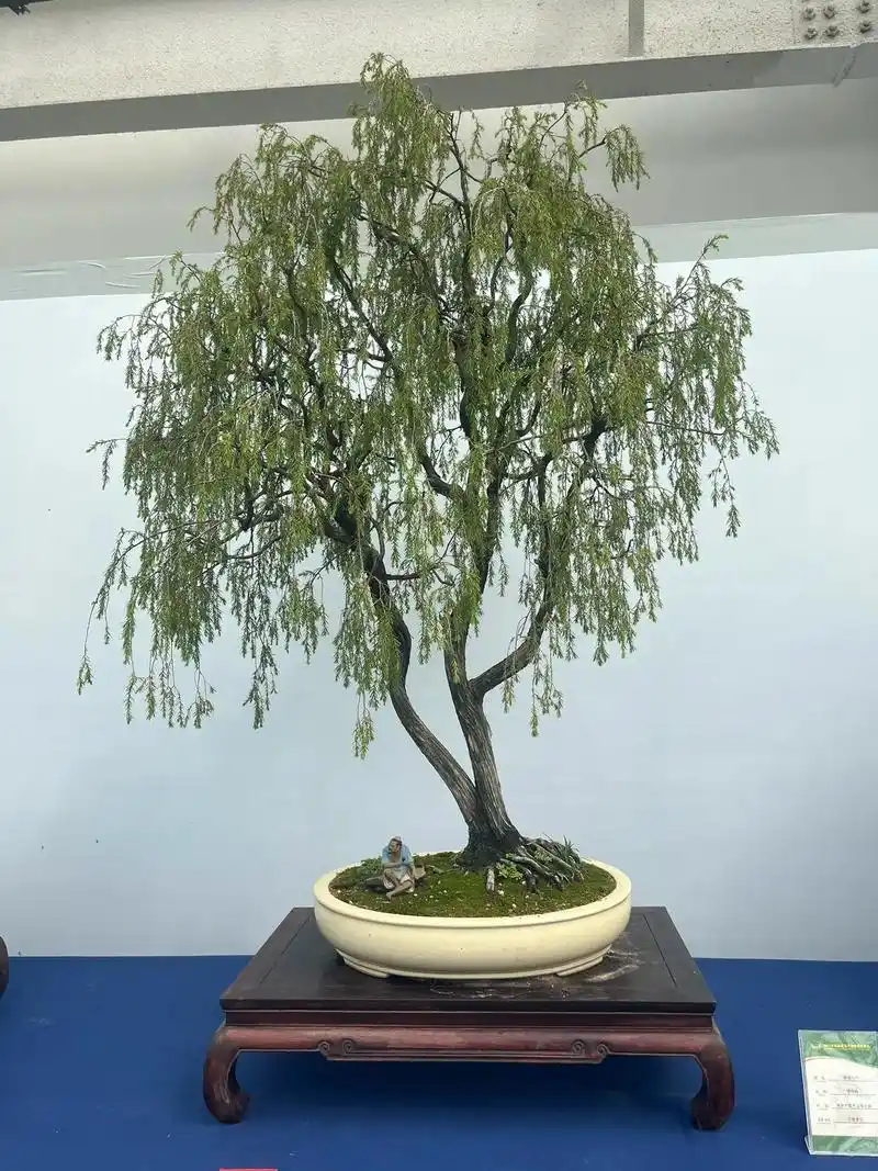 精品盆景欣赏(杂木类),与君共勉!杂木,画论上也称杂树.泛指 - 抖音