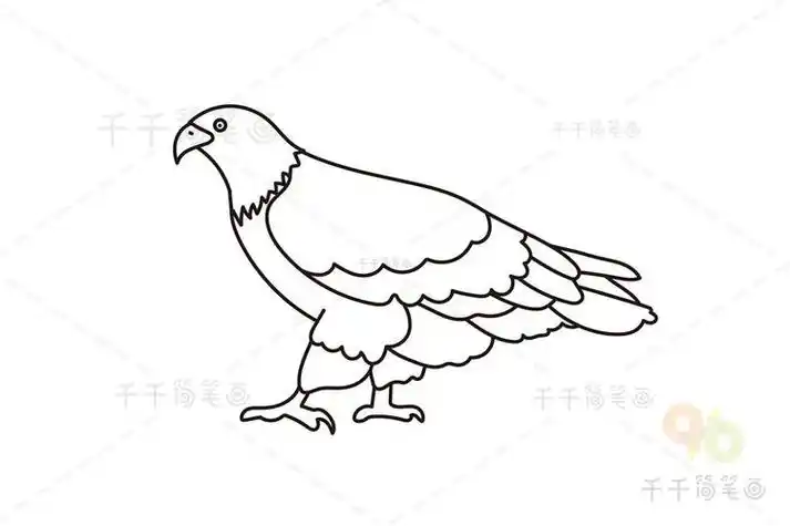 白头鹰简笔画