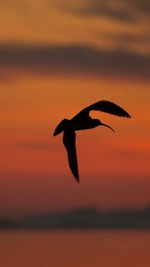 壁纸 鸟飞行,剪影,日落 1920x1200 hd 高清壁纸, 图片, 照片