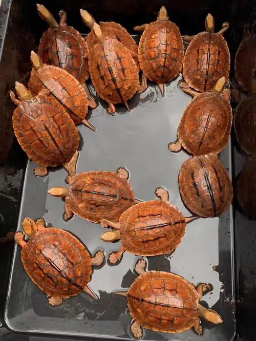 越南种黑底公龟