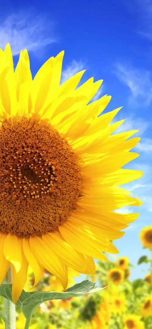 向阳而生,唯美的向日葵壁纸,全屏高清无水印_网易订阅