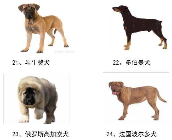 德州公安提醒不是所有的大型犬都是禁养犬