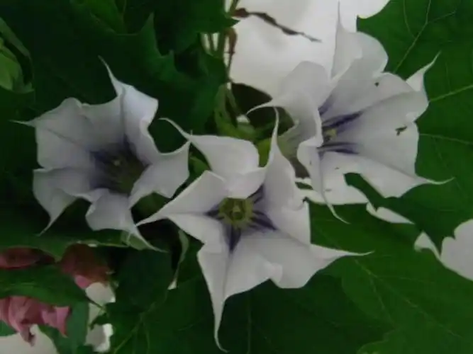 山茄子,曼荼罗,满达,曼扎,曼达,万桃花,闹羊花科属:茄科,曼陀罗属分布