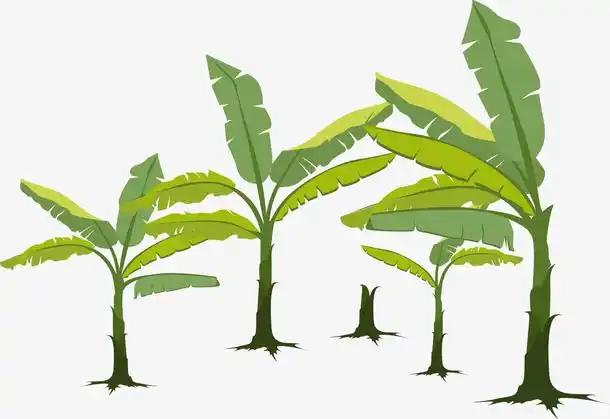 香蕉树矢量高大体积免抠素材免费下载_觅元素51yuansu.com