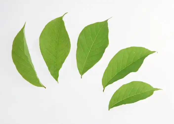 特写,白天,白色背景,正面,玉兰花,叶子,绿叶,嫩叶,摄影,影棚,辛夷,木