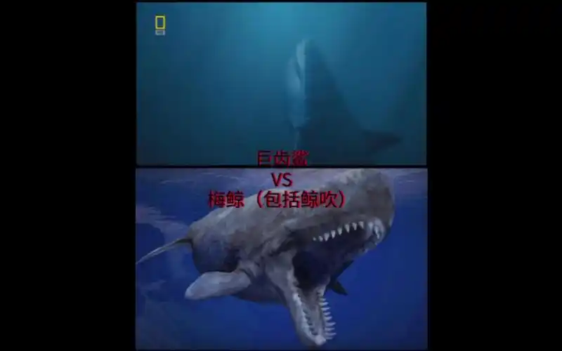 [论战]巨齿鲨vs梅鲸(包括鲸吹)(专门拷打鲸吹 鲸吹在评论区随便骂 骂