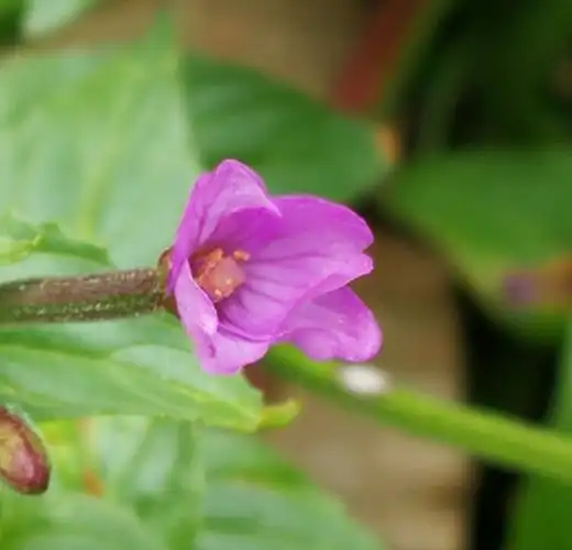 30.长籽柳叶菜(西藏)