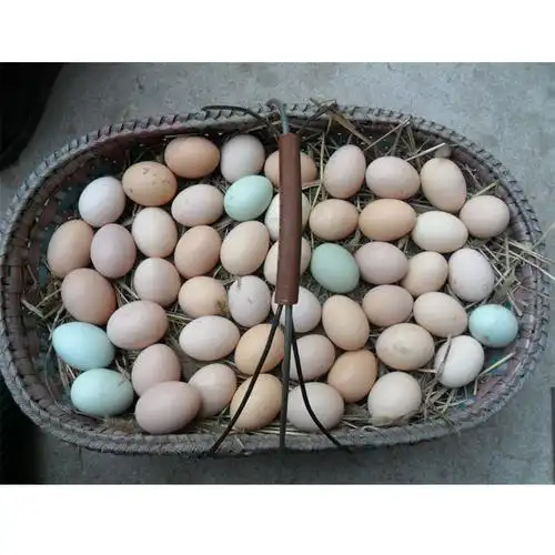 大量供应当天新鲜土鸡蛋 柏枝湖农家五谷喂养草鸡蛋 放养散养鸡蛋 -