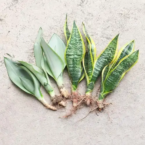 好养金边兰由"备货网"根据销量,好评率,价格和信誉进行精挑细选,该