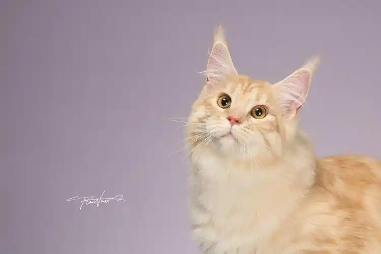 缅因猫温柔的巨人 - 成都甜甜宠物摄影师 - 图虫