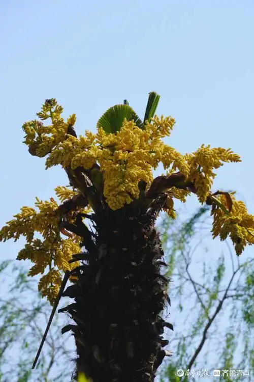 济南大明湖棕树开花的样子你见过吗?|大明湖|棕树|齐鲁壹点情报站