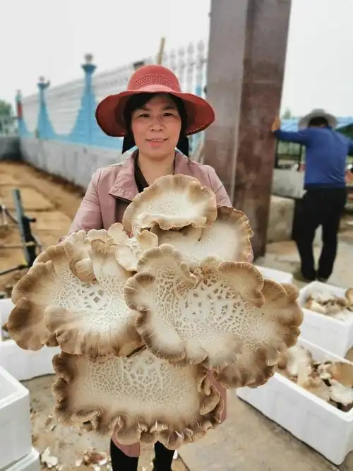 熊掌菇,单朵最大20斤,亩产高达3万斤