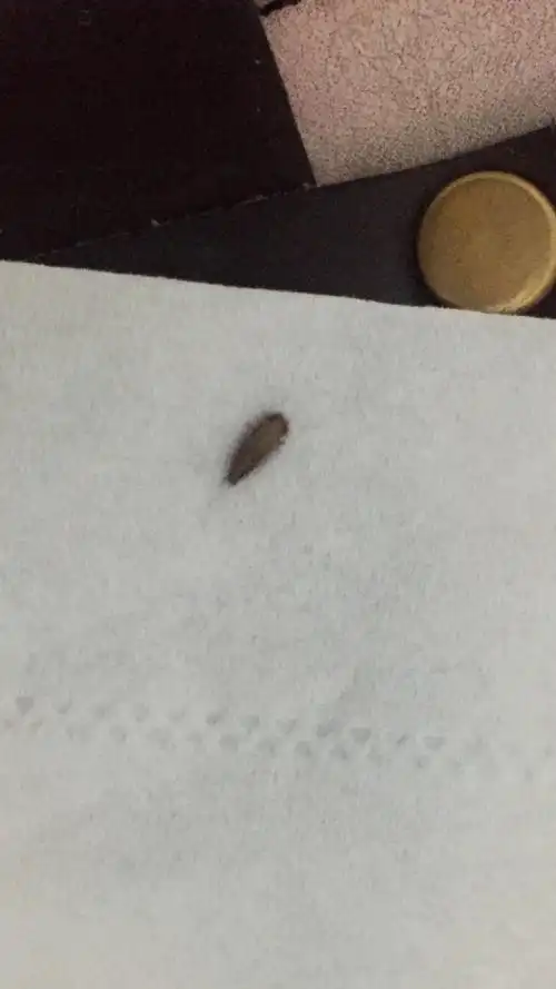 床下总有这个恶心的虫子,有时床上也有,谁能告诉我这是什么虫子?有