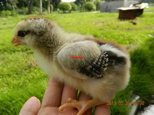 芦花雏鸡靓照