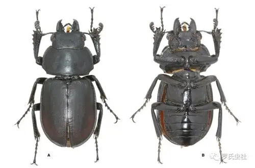 牛年锹甲新种接连出现,又来个泰雅圆翅锹 | 罗氏虫社