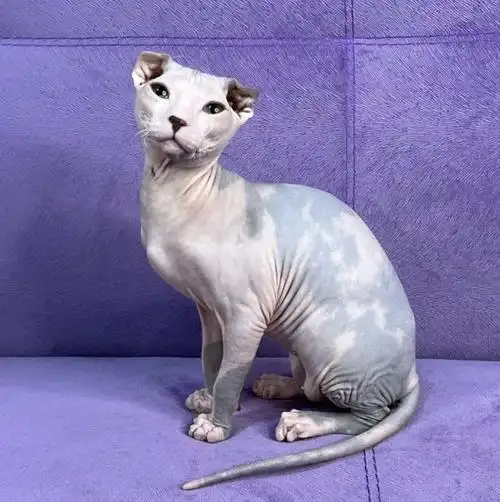 这 15 种猫基本不掉毛,你养对了吗?