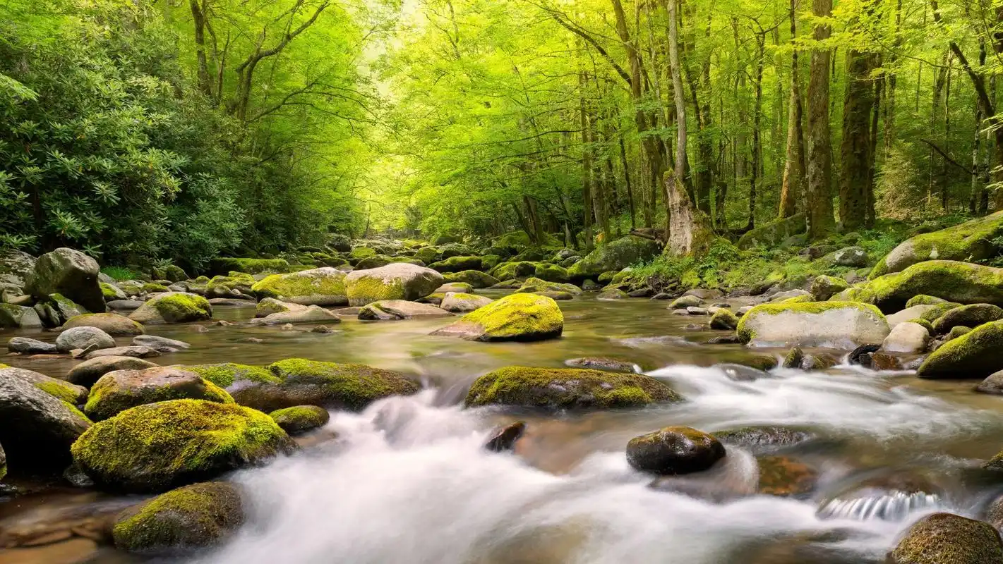 美丽的春季森林小溪