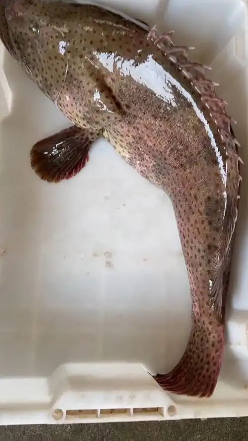 特大活石斑鱼花点斑|东山岛海鲜野生石斑鱼