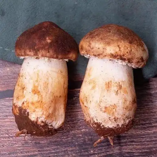 顺丰2斤新鲜赤松茸酒红盖蘑菇