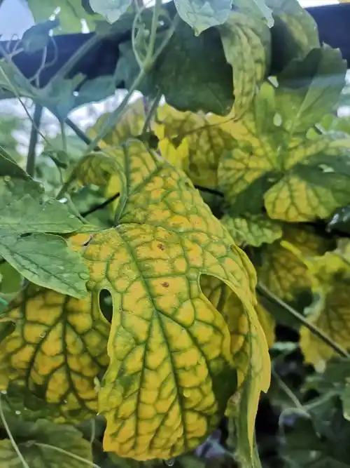 老师您好这苦瓜叶这样黄掉是缺什么元素还是得了什么病害要怎样治疗要