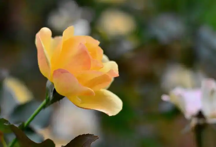 开作秋花取意妍,十二首秋花诗词,在诗词中欣赏那些秋天美丽的花