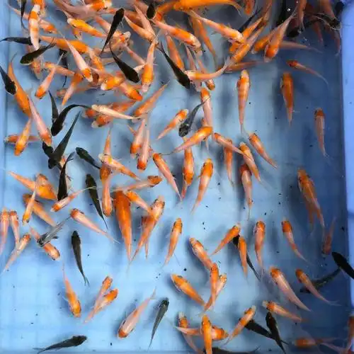 日本纯种进口红白丹顶小锦鲤鱼苗活鱼白写金鱼鱼