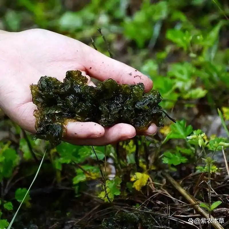 地皮菜也称耕地菜怎么种植