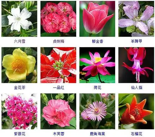 花的名称有哪些500种花卉图片大全及花名