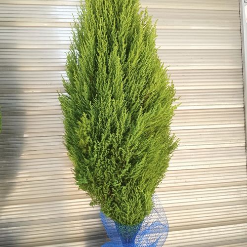 网红大香松精品小香松盆栽风景树苗植耐寒绿植浓香型圣诞树客厅