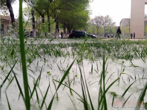 山东聊城:杨絮柳絮傻傻分不清 大学校园上演"漫天飞雪"