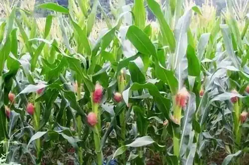 玉米授粉期还要追肥吗?为防玉米秃尖少粒,这3个步骤不能少