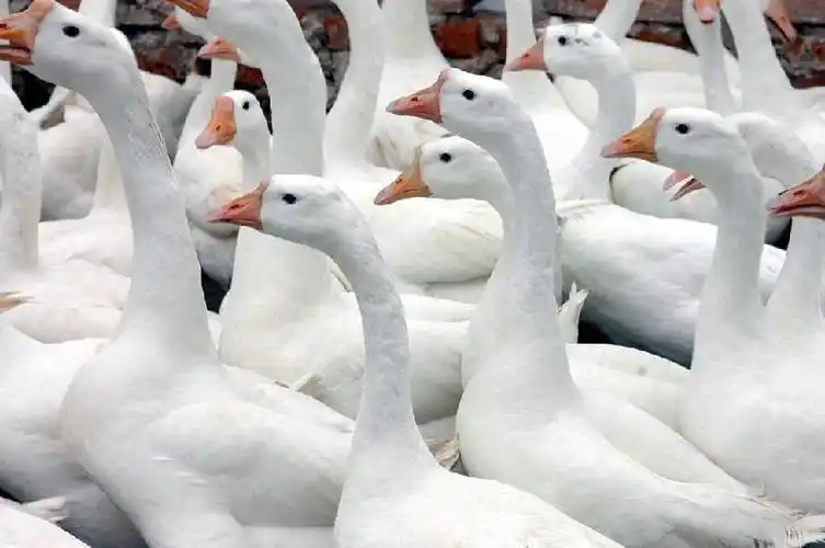 母龉沂亲晔淖畲蟛龉?(吗)_百科知识-幸福起航