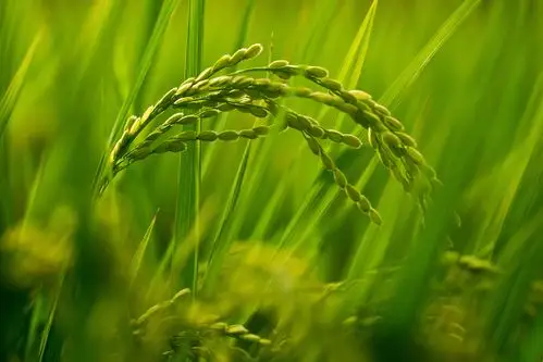 资料图.来源:视觉中国