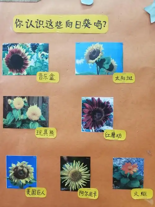 向日葵也有很多种类噢～一起来认一认这些奇特的向日葵吧!