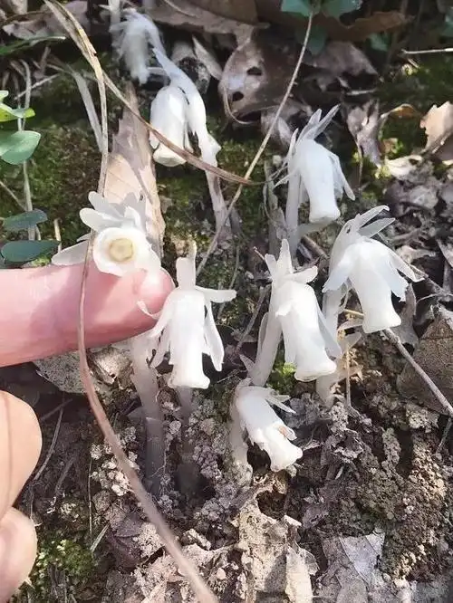 金华现武侠小说中的死亡之花 传说能杀人能起死回生