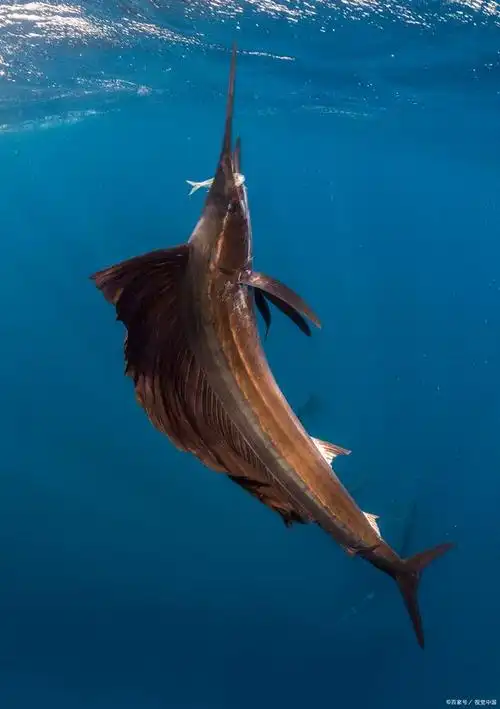 旗鱼是世界上最快的鱼类之一,它们以惊人的速度在水中迅猛游动.