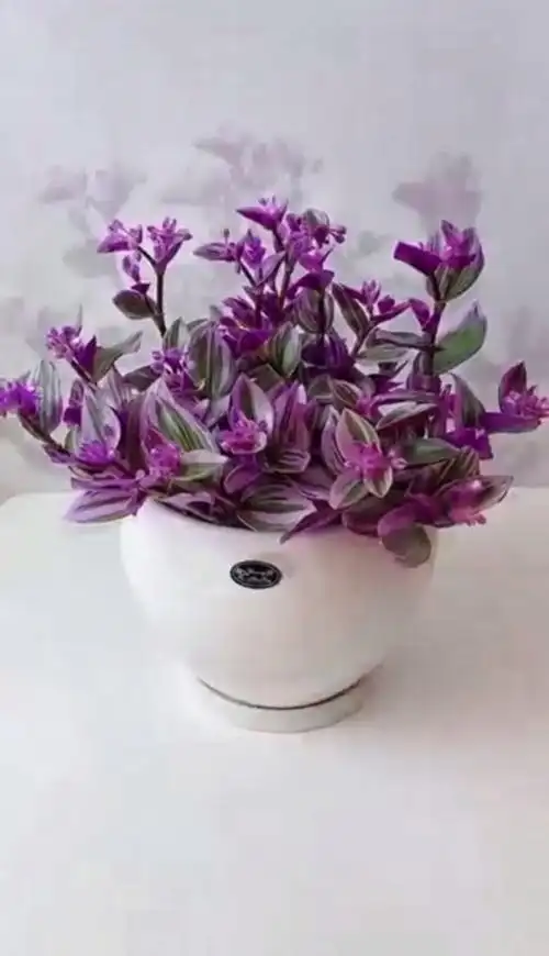 分享:油画吊兰(婚礼吊兰)花语好运连连幸福美满