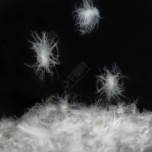 下落的羽绒摄影素材