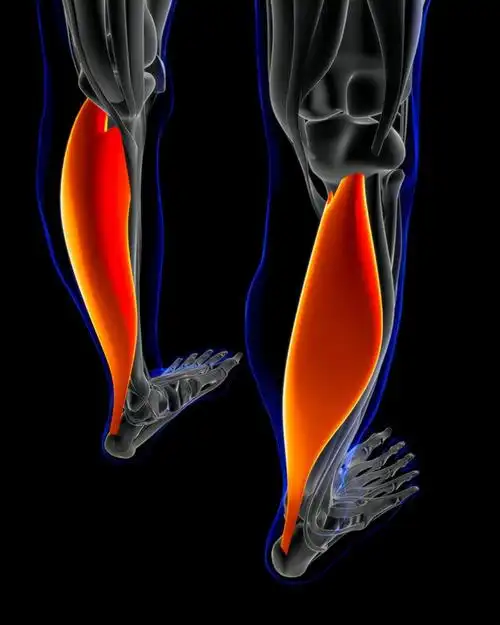 5招「比目鱼肌训练」雕塑出笔直细腿