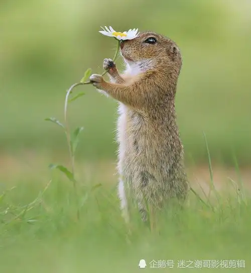 闻花花,吃果果,野生小动物们真是可爱爱