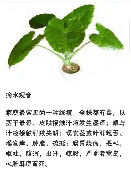 武宿鑫星幼儿看护点常见有毒植物科普