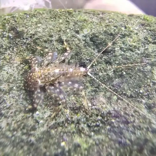 虾缸里的蜉蝣幼虫