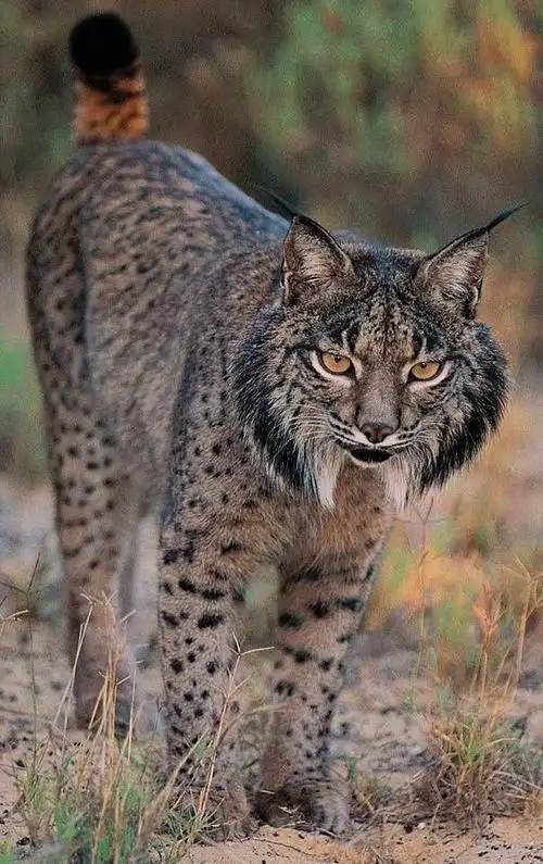 动物世界世界上最濒危的猫科动物之一伊比利亚猞猁